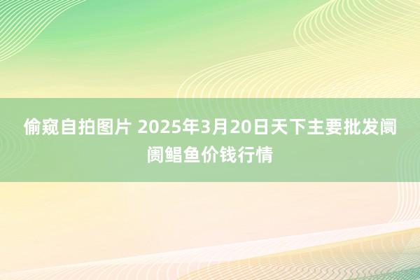 偷窥自拍图片 2025年3月20日天下主要批发阛阓鲳鱼价钱行情